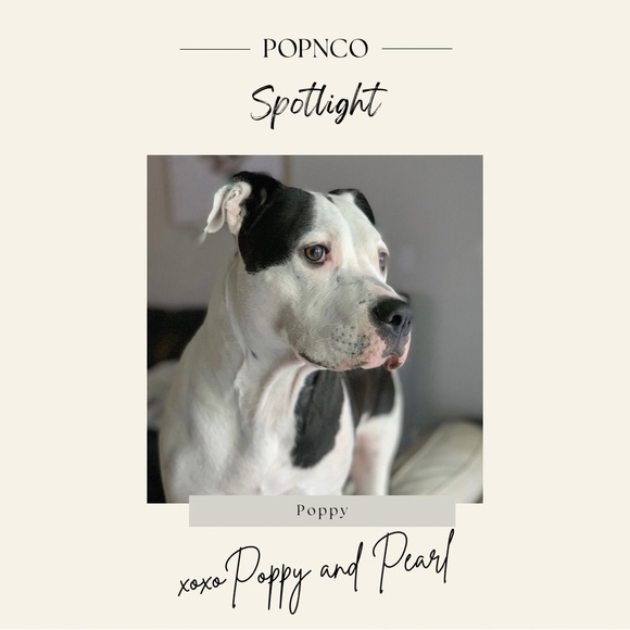 Welcome to POPNCO - Picture 1 of 11